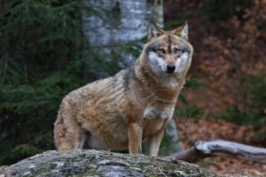 was fühlt Wolf