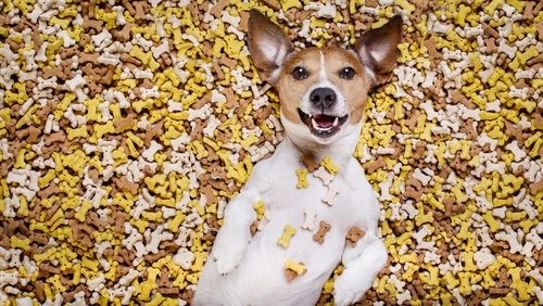 5 Wege, deinem Hund zu zeigen, dass du ihn liebst - Hund badet in Hundekeksen