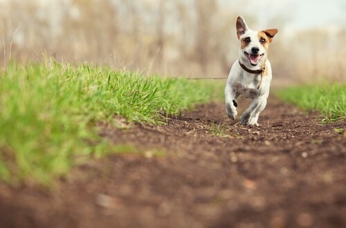 5 Wege, deinem Hund zu zeigen, dass du ihn liebst - Hund im Freien