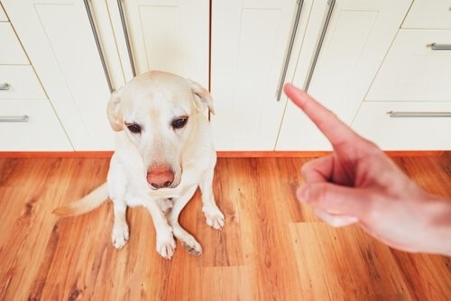 5 Wege, deinem Hund zu zeigen, dass du ihn liebst - Hund wird geschimpft