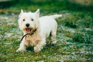 7 Hunderassen die fast nicht haaren