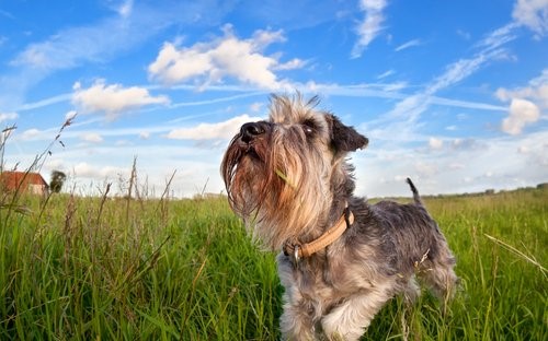 7 Hunderassen die fast nicht haaren - Zwergschnauzer