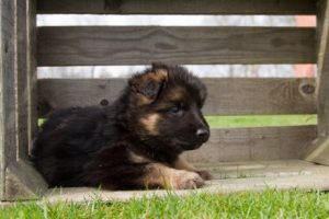 Wissenswertes über die Aufzucht eines Deutschen Schäferhundes