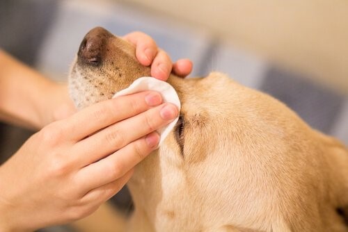 Wie kannst du die Augen deines Hundes säubern?