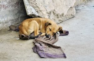 Bewohner des Südens der USA riskieren ihr Leben, um Tiere zu retten
