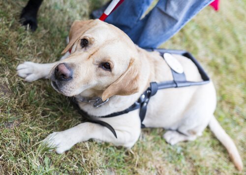 Blindenhund bei der Arbeit