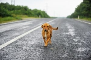 Ein uruguayischer Rennfahrer flog durch die Luft, um das Leben eines Hundes zu retten