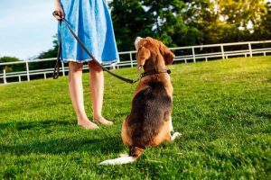 Hundebefehle: Dem Hund "Komm" beibringen