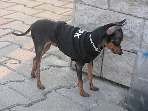 Der Prager Rattler - auf der Strasse