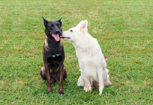 Die Dinge die jeder Hund tun sollte - Hund leckt anderen Hund ab
