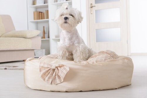 Die Dinge die jeder Hund tun sollte - Hundebett