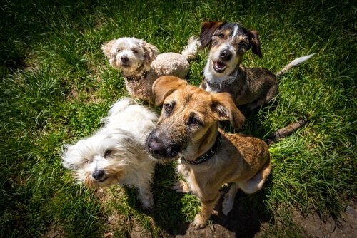 Die Dinge die jeder Hund tun sollte. Vermenschliche ihn nicht!