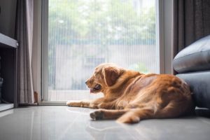 Etwas, das deinen Hund "töten" kann: die Langeweile
