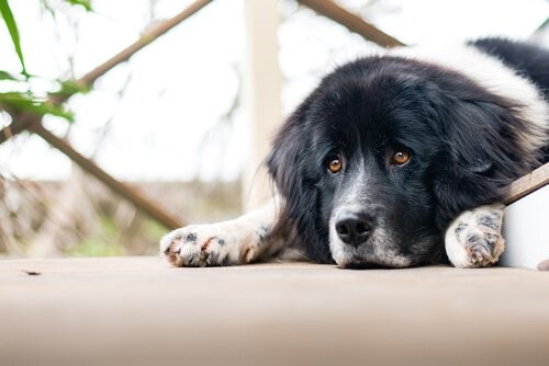 Die Langeweile - depressiver Hund
