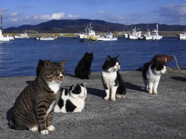 Die Stadt der Katzen - Katzen am Hafen
