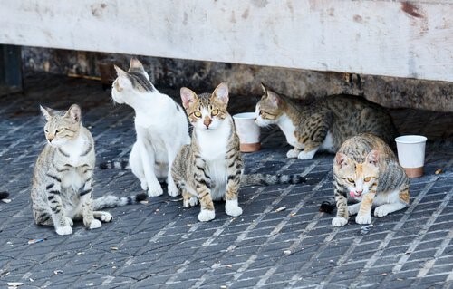 Istanbul, die Stadt der Katzen