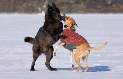 Die enge Freundschaft zwischen einem Wolf und einem Hund