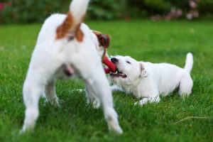 5 Dinge, die deinen Hund glücklich machen
