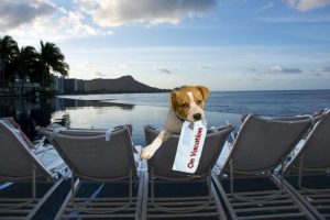 Ein Hotel, in dem dein Hund ein Bett, Spielzeug und Leckerlies bekommt