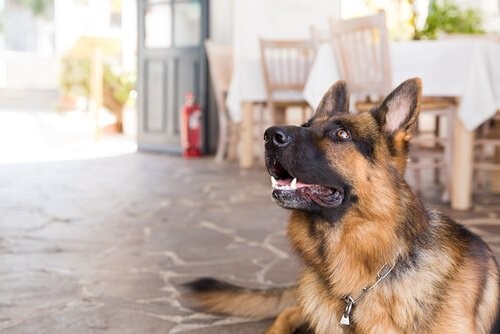 Ein Hotel für deinen Hund - Hund im Restaurant
