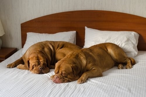 Ein Hotel für deinen Hund