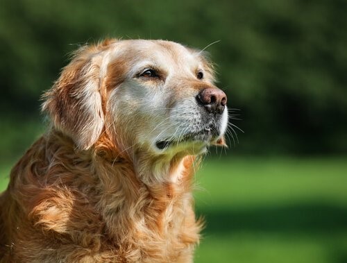 Ein Hundejahr entspricht sieben Menschenjahren - älterer Hund