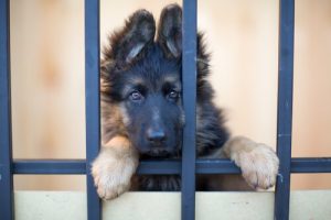 Ein adoptierter Hund kann dein Leben verändern!