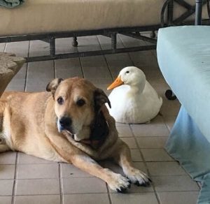 Ein depressiver Hund ist dank seines neuen Enten-Freundes wieder glücklich