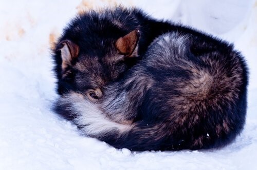 Eine Hündin wurde erfrohren auf einem Berggipfel gefunden - Bonnie