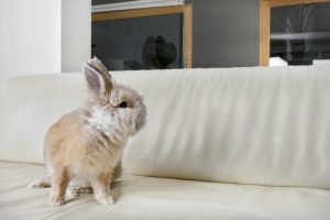 Einen Hasen als Haustier halten