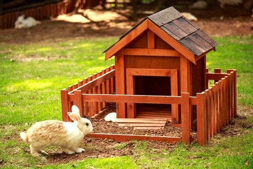 Einen Hasen als Haustier halten - Hase im Garten