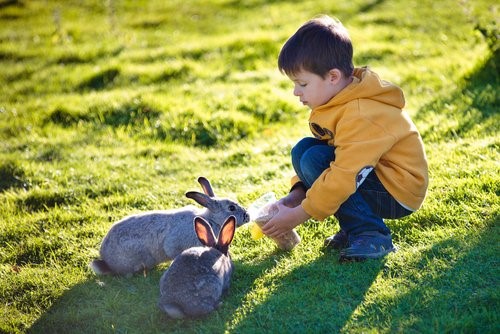 Einen Hasen als Haustier halten - Kind füttert Hasen