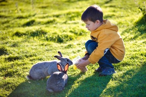 Einen Hasen als Haustier halten - Kind füttert Hasen