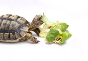 Ernährung einer Schildkröte