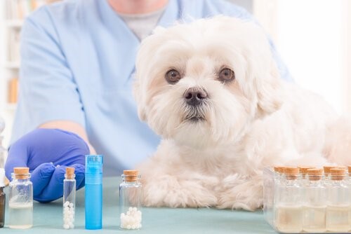 5 natürliche Öle, die im Erste Hilfe Kasten deines Hundes nicht fehlen dürfen