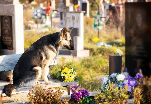 Es wird erlaubt Besitzer und Haustiere zusammen zu bestatten - Hund am Grab