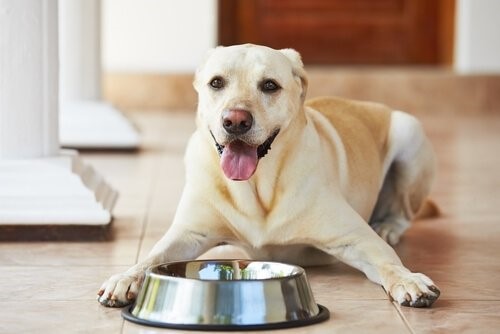 Hundekrankheiten durch richtige Ernährung verhindern