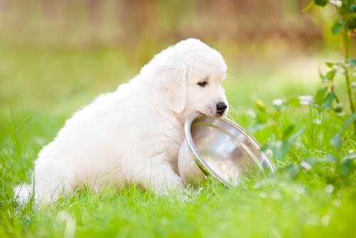 Füttern deines Hundes - Hund bringt Futternapf