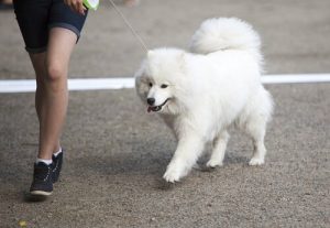 Gefahren beim Spaziergang mit dem Hund