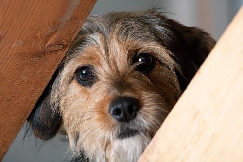 Hund mag andere Hunde und Menschen nicht - neugieriger Hund