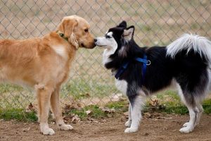 Mein Hund mag andere Hunde und Menschen nicht, was soll ich tun?