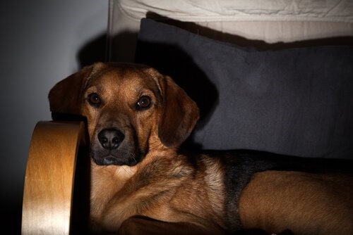 Auch Hunde fernsehen - Hund auf Sofa