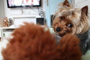 Wusstest du, dass auch Hunde fernsehen?