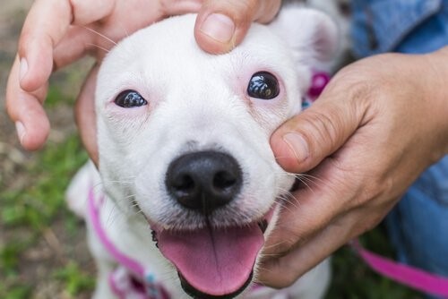 Hunde mit Geräusch-Phobie, wie kann man ihnen helfen?