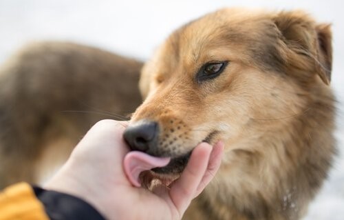 Hunde mit Geräusch-Phobie - Hund leckt Hand