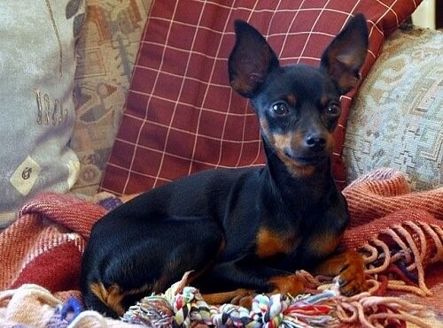 Husten bei Hunden - Hund auf Sofa