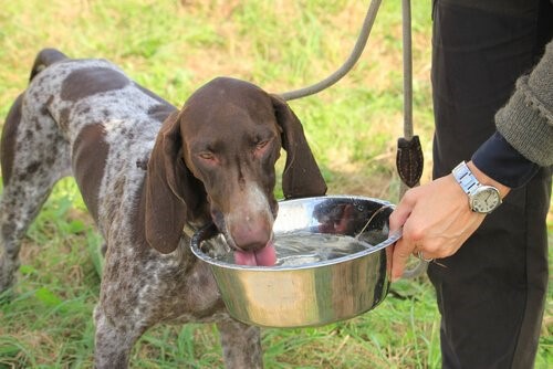 Husten bei Hunden - Hund trinkt Wasser