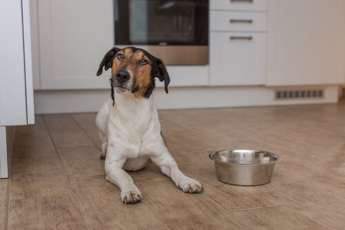 Hund will Futter
