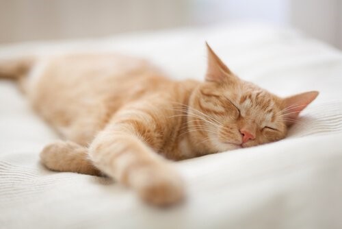 Können Haustiere träumen - schlafende Katze