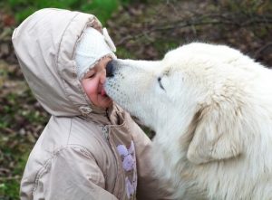 Können wir zulassen, dass unser Hund unser Gesicht ableckt?